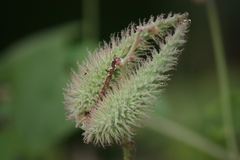 Pergularia daemia